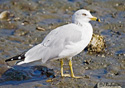 Larus delawarensis